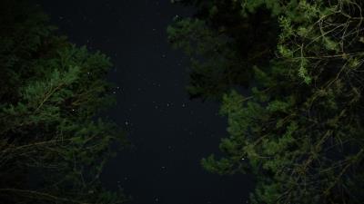 Trees starry sky night 4k wallpaper