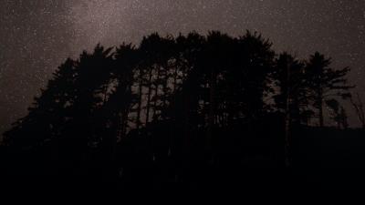 Trees starry sky stars 4k wallpaper