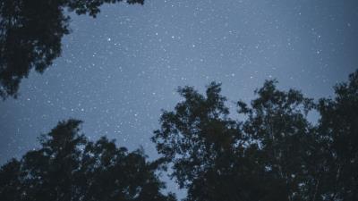 Trees stars night 4k wallpaper