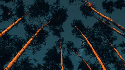 Trees trunks crowns 4k wallpaper