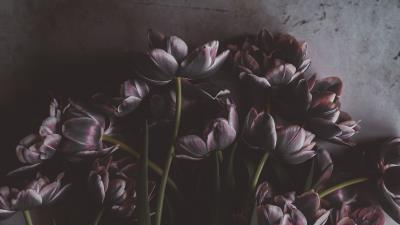 Tulips flowers bouquet wall 4k wallpaper