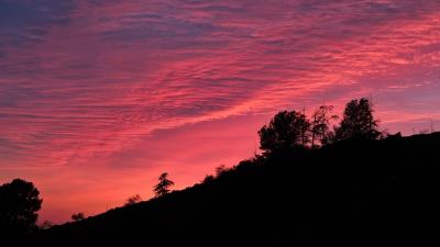 Twilight trees outlines 4k wallpaper