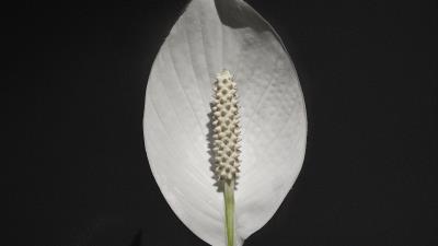 Anthurium flower white 4k wallpaper