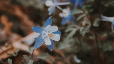 Aquilegia flower blue 4k wallpaper