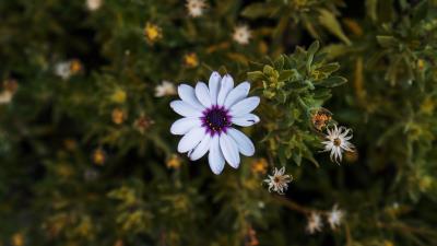 Arctotis african daisy flower 4k wallpaper