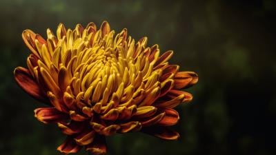 Aster flower bud petals 4k wallpaper
