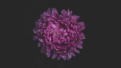 Aster flower purple single 4k wallpaper