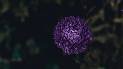 Aster flower purple 4k wallpaper