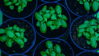 Basil pots plant 4k wallpaper