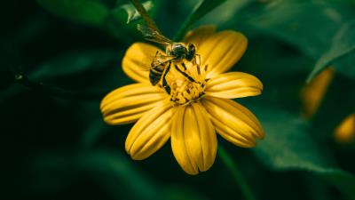 Bee flower pollination 4k wallpaper