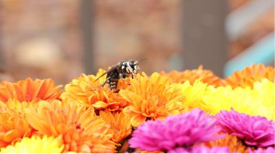 Bee flowers pollination 4k wallpaper
