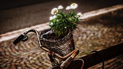 Bicycle bouquet basket 4k wallpaper