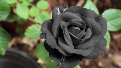 Black rose flower bud 4k wallpaper