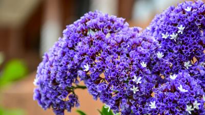 Bouquet flower purple 4k wallpaper