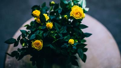 Bouquet roses buds 4k wallpaper