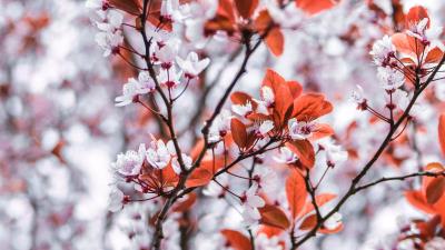 Branches flowers white 4k wallpaper