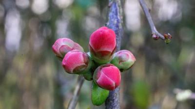 Buds spring flowers tree 4k wallpaper