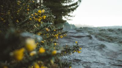 Bushes flowers yellow 4k wallpaper