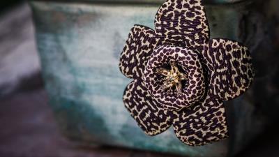 Cactus flower unusual spotted 4k wallpaper