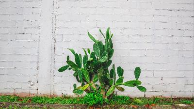 Cactus flower wall 4k wallpaper