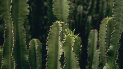 Cactus plant spiny 4k wallpaper