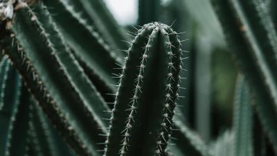 Cactus succulent plant 4k wallpaper
