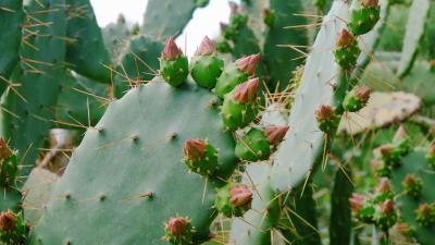 Cactus succulent thorns 4k wallpaper