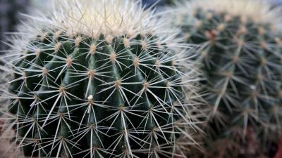 Cactus succulents thorns close up 4k wallpaper