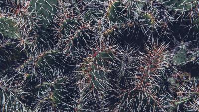 Cactus thorns houseplant 4k wallpaper