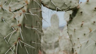 Cactus thorns needles 4k wallpaper