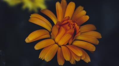 Calendula flower yellow 4k wallpaper