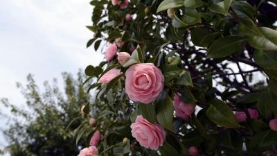 Camellia flowering shrubs branches leave 4k wallpaper