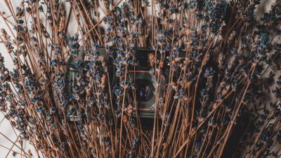 Camera lavender flowers 4k wallpaper