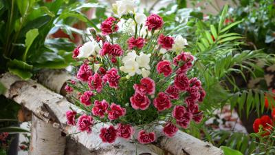 Carnation flowers bouquets composition birch herbs beauty 4k wallpaper