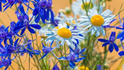 Chamomile consolida flower 4k wallpaper