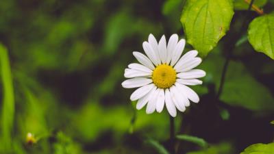 Chamomile flower blur petals greens 4k wallpaper