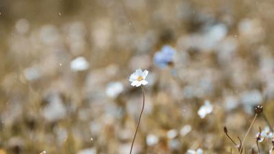 Chamomile flower macro 4k wallpaper