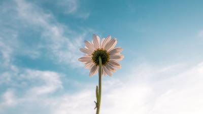 Chamomile flower sky 4k wallpaper