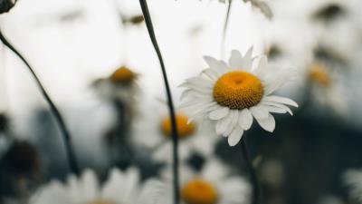Chamomile flower wildflowers 4k wallpaper
