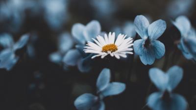 Chamomile flowers blur 4k wallpaper