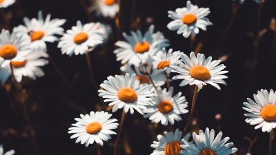 Chamomile flowers field 4k wallpaper