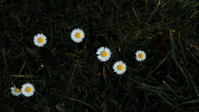 Chamomile flowers grass 4k wallpaper