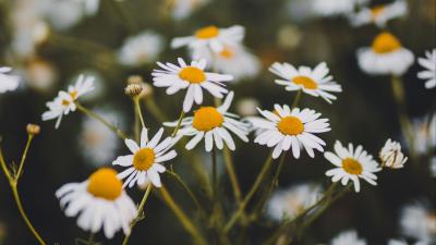 Chamomile flowers white 4k wallpaper