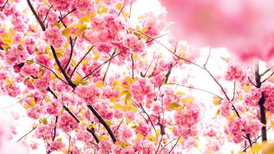 Cherry flowers flowering tree 4k wallpaper