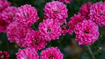 Chrysanthemum flowers pink image 4k wallpaper