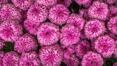 Chrysanthemum flowers pink 4k wallpaper