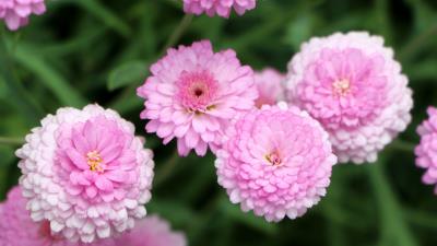 Chrysanthemums flower pink 4k wallpaper