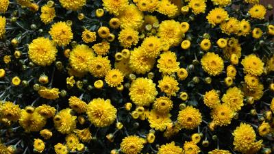 Chrysanthemums flowers flowerbed 4k wallpaper