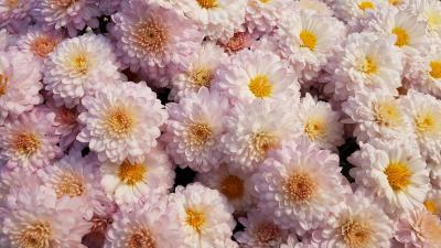 Chrysanthemums flowers pink image 4k wallpaper