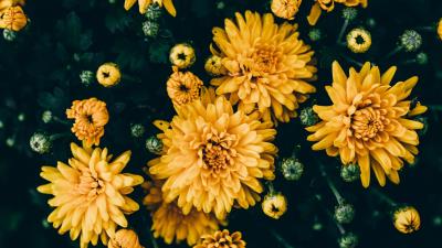 Chrysanthemums yellow flowers 4k wallpaper